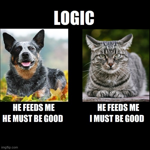 LOGIC | image tagged in funny,memes,logic,cat,dog | made w/ Imgflip demotivational maker