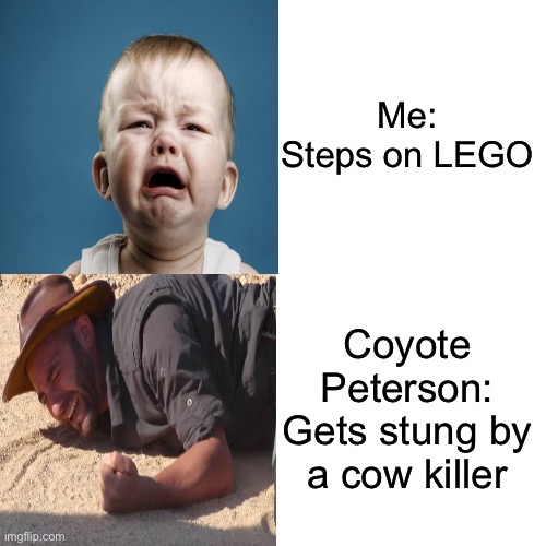I’m not weak... u are | Me: Steps on LEGO; Coyote Peterson: Gets stung by a cow killer | image tagged in funny,memes,drake hotline bling,lego,crying,crying baby | made w/ Imgflip meme maker
