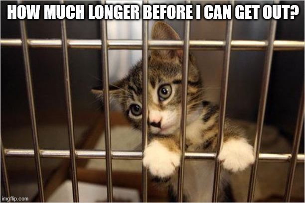 cat jail | HOW MUCH LONGER BEFORE I CAN GET OUT? | image tagged in cat jail | made w/ Imgflip meme maker