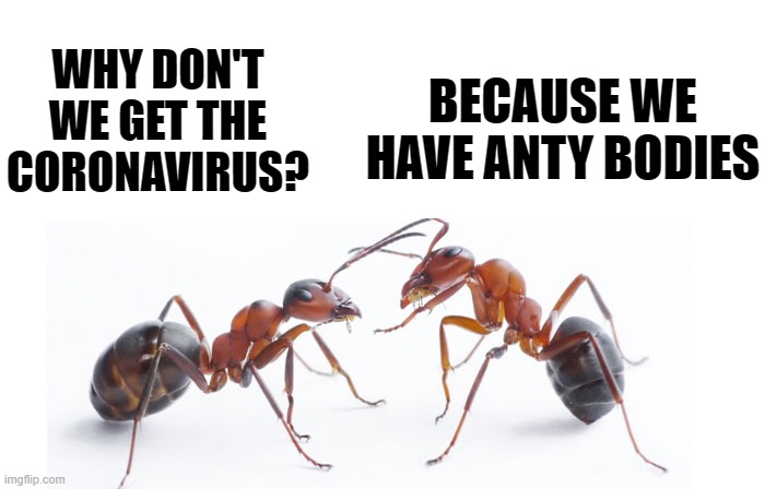 anty bodies | BECAUSE WE HAVE ANTY BODIES; WHY DON'T WE GET THE CORONAVIRUS? | image tagged in coronavirus,kewlew,ants | made w/ Imgflip meme maker