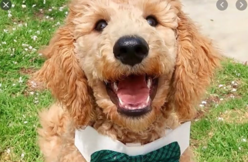 excited puppy Blank Meme Template