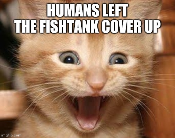 Excited Cat | HUMANS LEFT THE FISHTANK COVER UP | image tagged in memes,excited cat | made w/ Imgflip meme maker