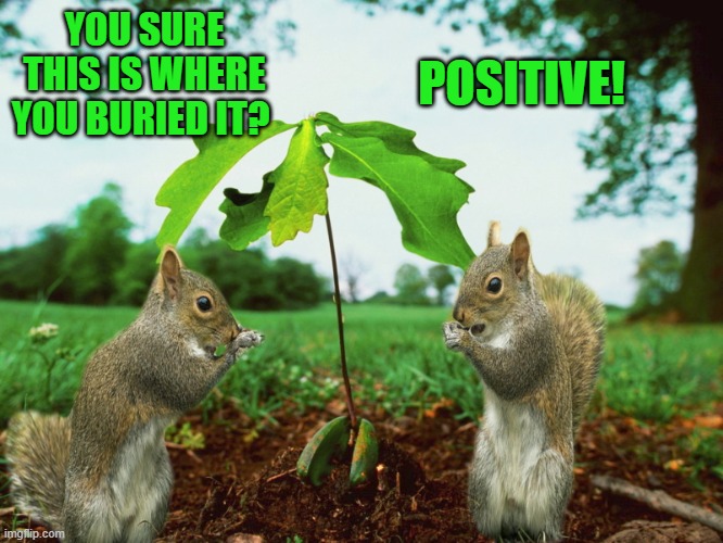 you're nuts! | POSITIVE! YOU SURE THIS IS WHERE YOU BURIED IT? | image tagged in squirrels,acorn,funny,kewlew | made w/ Imgflip meme maker