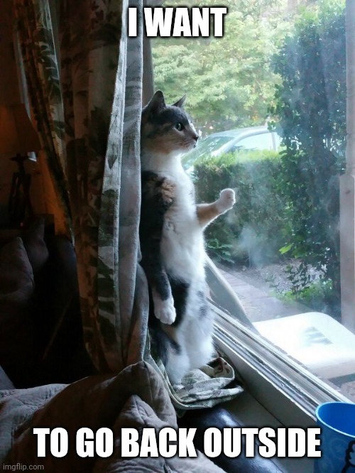 KITTY WANTS OUT | I WANT; TO GO BACK OUTSIDE | image tagged in cats,funny cats | made w/ Imgflip meme maker