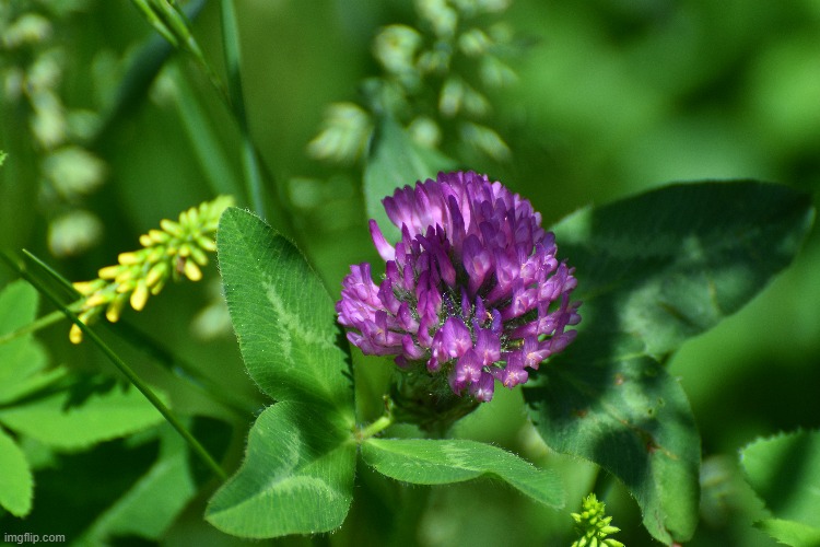 clover | image tagged in clover,photos,nikon | made w/ Imgflip meme maker