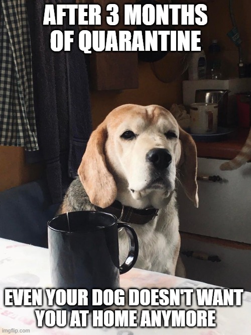 After 3 months of quarantine | AFTER 3 MONTHS OF QUARANTINE; EVEN YOUR DOG DOESN'T WANT 
YOU AT HOME ANYMORE | image tagged in after 3 months of quarantine | made w/ Imgflip meme maker