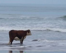 High Quality Cow on a beach Blank Meme Template