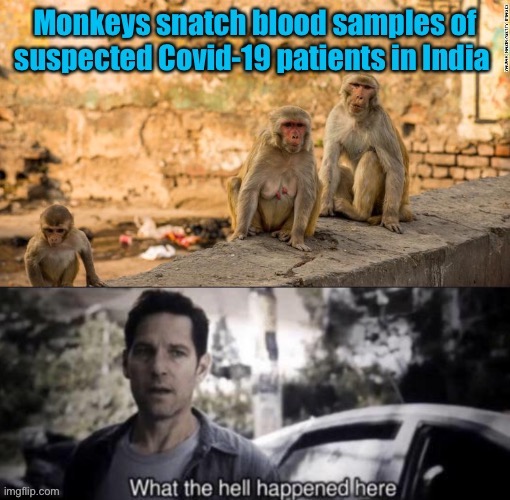 image tagged in what the hell happened here,covid-19,monkeys,memes,funny | made w/ Imgflip meme maker