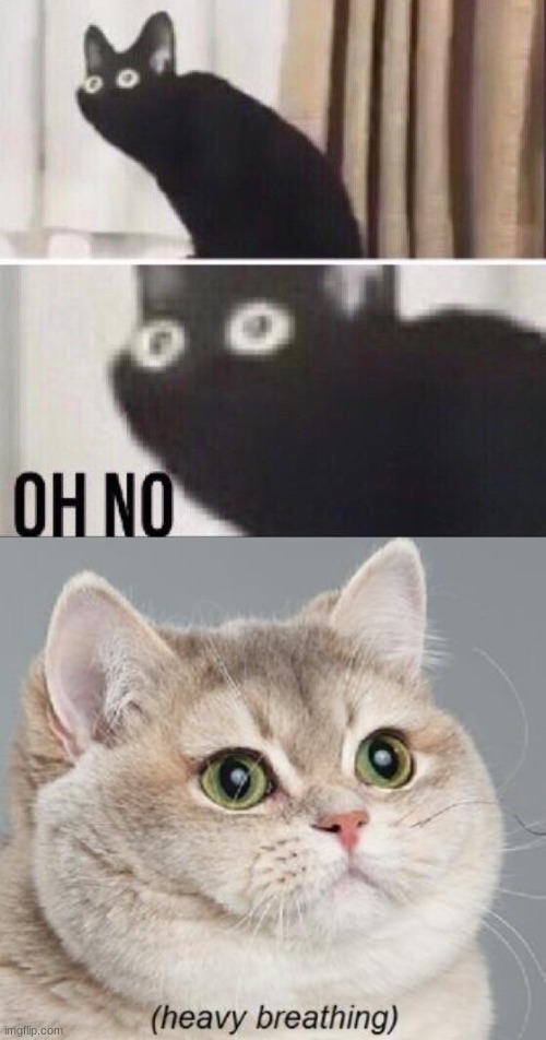 image tagged in memes,heavy breathing cat,oh no cat | made w/ Imgflip meme maker