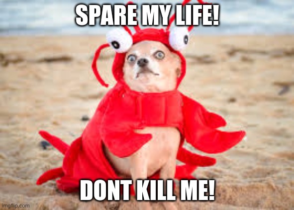 A Dog Trying To Have Fun | SPARE MY LIFE! DONT KILL ME! | image tagged in funny dogs,weird | made w/ Imgflip meme maker