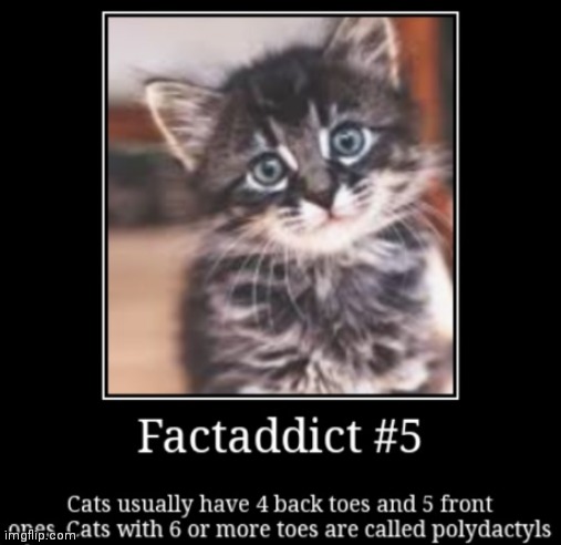 Factaddict | image tagged in cats,factaddict | made w/ Imgflip meme maker