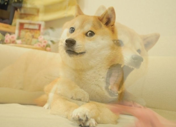 Doge mad and calm Blank Meme Template