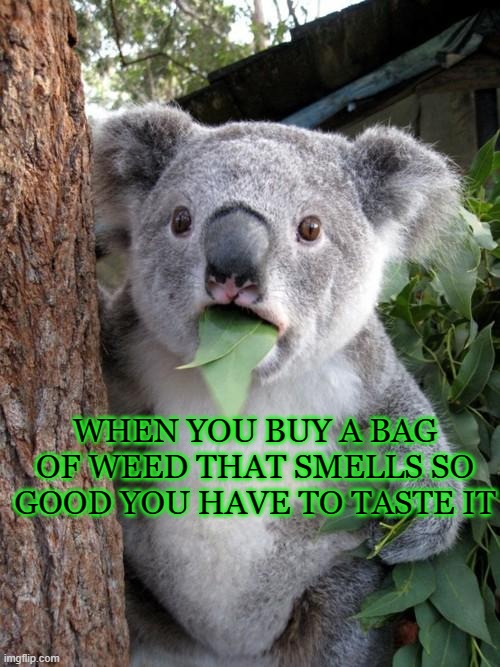 The grass is always greener... | WHEN YOU BUY A BAG OF WEED THAT SMELLS SO GOOD YOU HAVE TO TASTE IT | image tagged in memes,surprised koala | made w/ Imgflip meme maker