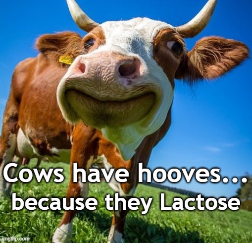 Lactose? | Cows have hooves... because they Lactose | image tagged in cow,bovine,stupid humor,play on words | made w/ Imgflip meme maker