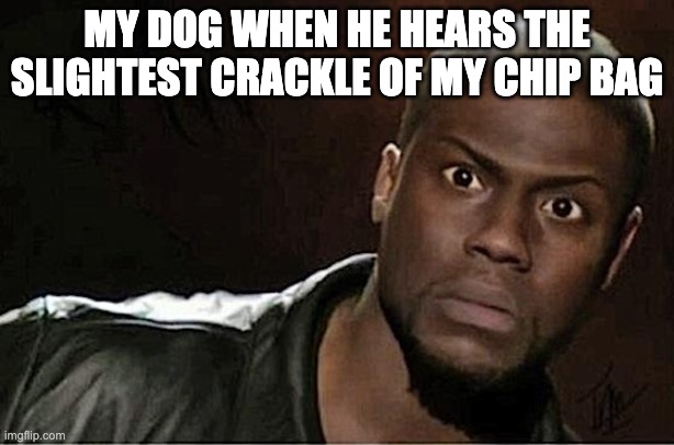 It do be true tho | MY DOG WHEN HE HEARS THE SLIGHTEST CRACKLE OF MY CHIP BAG | image tagged in memes,kevin hart | made w/ Imgflip meme maker