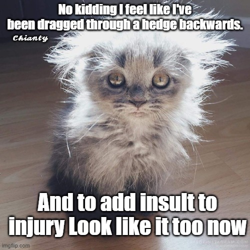 No kidding | No kidding I feel like I've been dragged through a hedge backwards. 𝓒𝓱𝓲𝓪𝓷𝓽𝔂; And to add insult to injury Look like it too now | image tagged in insult | made w/ Imgflip meme maker