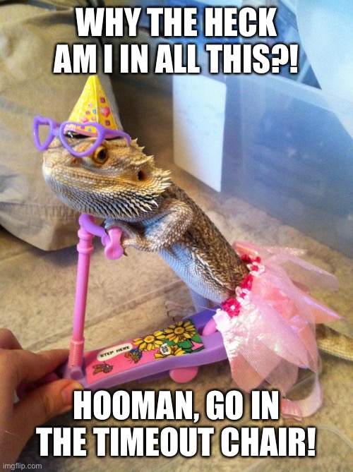 Bearded dragon birthday | WHY THE HECK AM I IN ALL THIS?! HOOMAN, GO IN THE TIMEOUT CHAIR! | image tagged in bearded dragon birthday | made w/ Imgflip meme maker