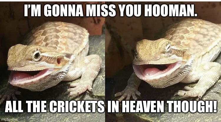 Butter the bearded dragon | I’M GONNA MISS YOU HOOMAN. ALL THE CRICKETS IN HEAVEN THOUGH! | image tagged in butter the bearded dragon | made w/ Imgflip meme maker