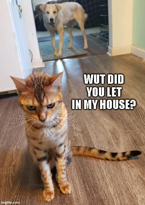 Betrayal | WUT DID YOU LET IN MY HOUSE? | image tagged in cat,dog | made w/ Imgflip meme maker