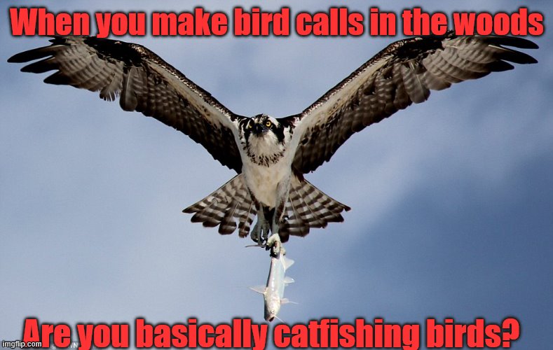 Not Cool Bro | When you make bird calls in the woods; Are you basically catfishing birds? | image tagged in catfishing,osprey,catfish,bird calls,bird watching,not cool | made w/ Imgflip meme maker