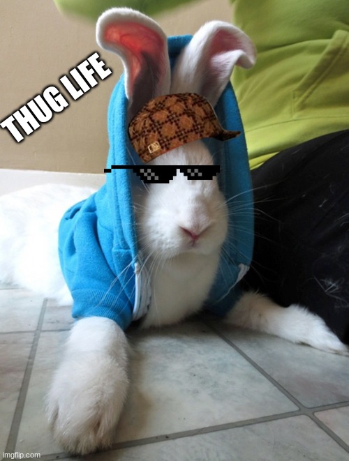 bunny in hoodie | THUG LIFE | image tagged in bunny in hoodie | made w/ Imgflip meme maker