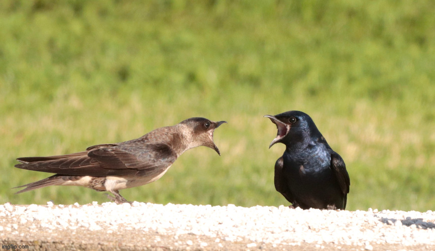 Arguing | image tagged in birds,couple arguing,angry | made w/ Imgflip meme maker