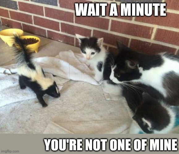 AND YOU STINK | WAIT A MINUTE; YOU'RE NOT ONE OF MINE | image tagged in cats,funny cats,skunk | made w/ Imgflip meme maker