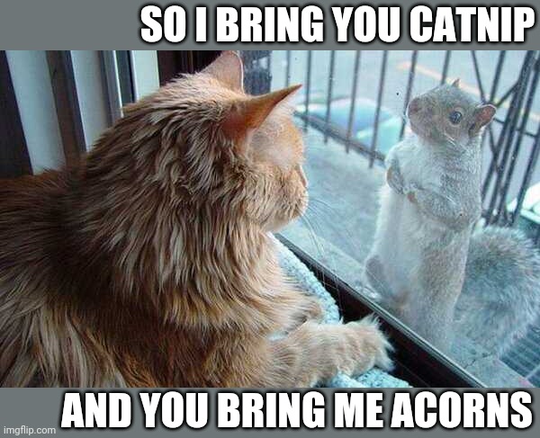 SOUNDS LIKE A DEAL | SO I BRING YOU CATNIP; AND YOU BRING ME ACORNS | image tagged in cats,funny cats,squirrel | made w/ Imgflip meme maker