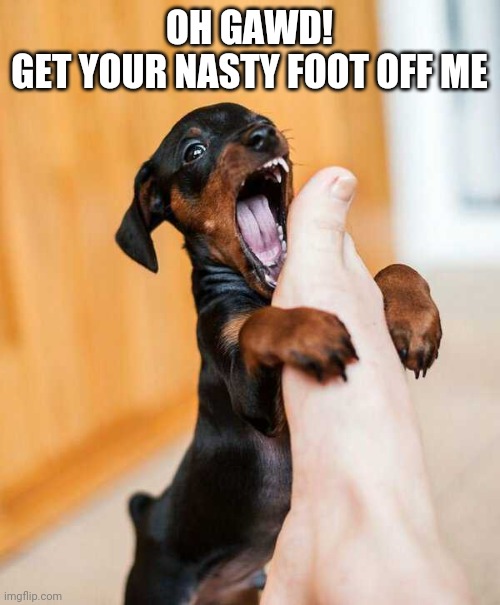 PUPPY VS STINKY FOOT | OH GAWD!
GET YOUR NASTY FOOT OFF ME | image tagged in dogs,foot | made w/ Imgflip meme maker