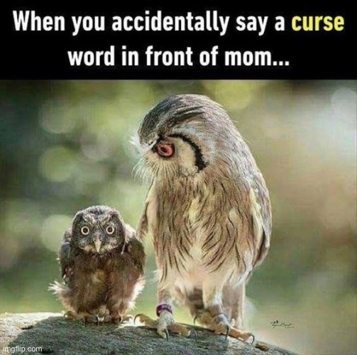 That birb | image tagged in cute birb,owls,funny looks | made w/ Imgflip meme maker