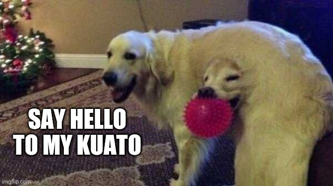 KUATO WANTS TO PLAY | SAY HELLO TO MY KUATO | image tagged in kuato,total recall,dogs | made w/ Imgflip meme maker