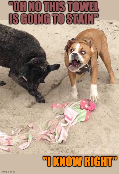 DON'T TOUCH HIS TOWEL | "OH NO THIS TOWEL IS GOING TO STAIN"; "I KNOW RIGHT" | image tagged in dogs | made w/ Imgflip meme maker