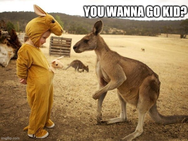 MEMES_OVERLOAD kangaroo Memes & GIFs - Imgflip