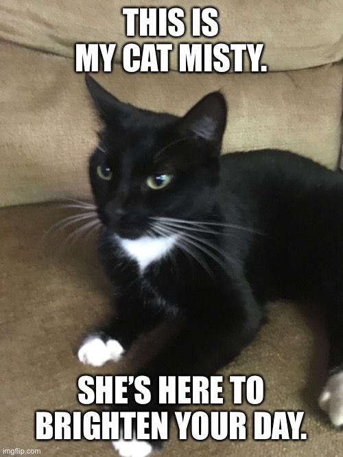 THIS IS MY CAT MISTY. SHE’S HERE TO BRIGHTEN YOUR DAY. | image tagged in cats,kitten,cute,good day | made w/ Imgflip meme maker