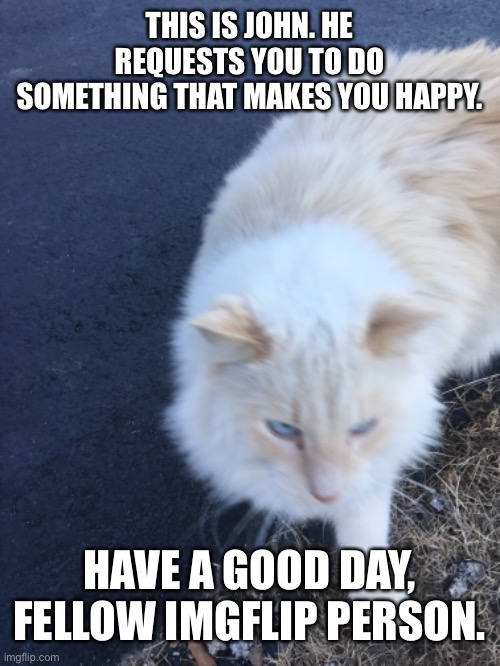 My Cat John | THIS IS JOHN. HE REQUESTS YOU TO DO SOMETHING THAT MAKES YOU HAPPY. HAVE A GOOD DAY, FELLOW IMGFLIP PERSON. | image tagged in cats,fluffy,kitten,cute,cute cat,good day | made w/ Imgflip meme maker