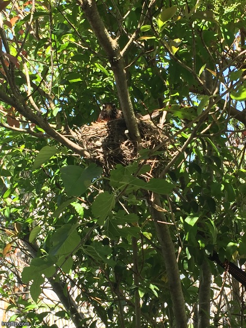 A robin in her nest | image tagged in robin,birds,backyard | made w/ Imgflip meme maker
