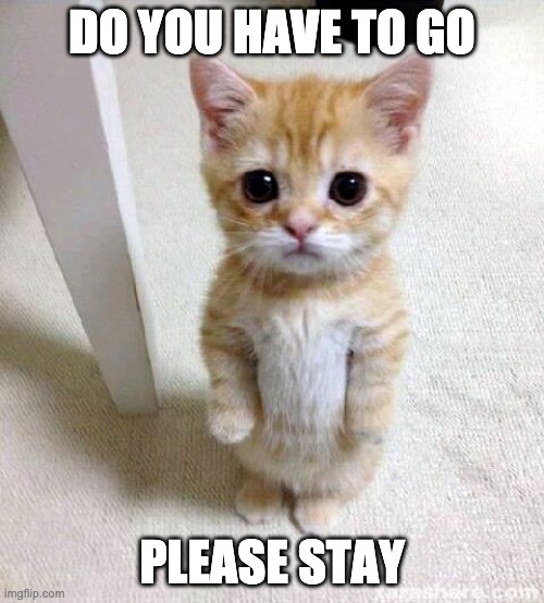 do you have to go | DO YOU HAVE TO GO; PLEASE STAY | image tagged in memes,cute cat | made w/ Imgflip meme maker