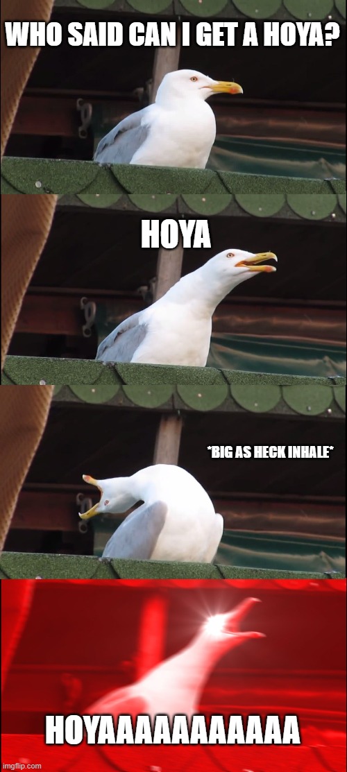 When seagulls say hoya | WHO SAID CAN I GET A HOYA? HOYA; *BIG AS HECK INHALE*; HOYAAAAAAAAAAA | image tagged in memes,inhaling seagull | made w/ Imgflip meme maker