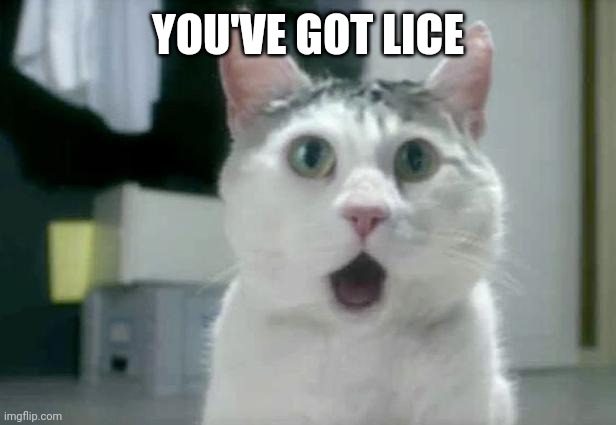 OMG Cat | YOU'VE GOT LICE | image tagged in memes,omg cat | made w/ Imgflip meme maker