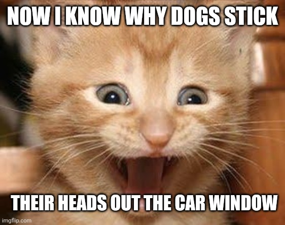 Excited Cat Meme | NOW I KNOW WHY DOGS STICK; THEIR HEADS OUT THE CAR WINDOW | image tagged in memes,excited cat | made w/ Imgflip meme maker