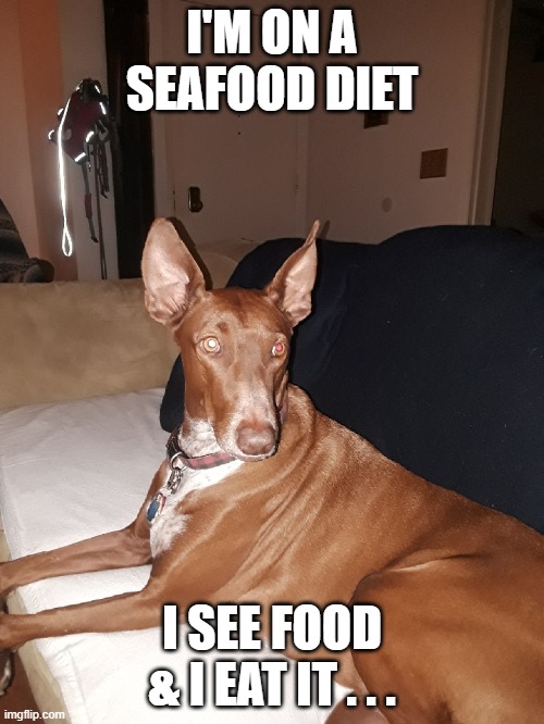 Seafod | I'M ON A SEAFOOD DIET; I SEE FOOD & I EAT IT . . . | image tagged in memes | made w/ Imgflip meme maker
