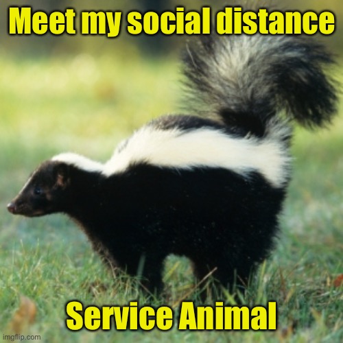 100% effective | Meet my social distance; Service Animal | image tagged in skunk,social distancing | made w/ Imgflip meme maker