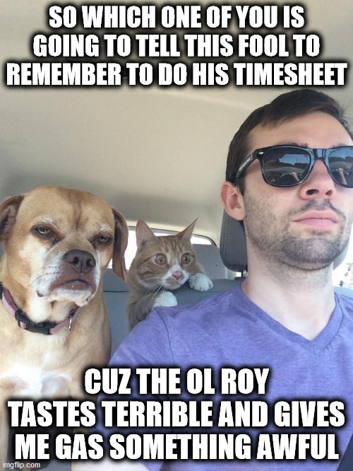 The Look On His Face | SO WHICH ONE OF YOU IS GOING TO TELL THIS FOOL TO REMEMBER TO DO HIS TIMESHEET; CUZ THE OL ROY TASTES TERRIBLE AND GIVES ME GAS SOMETHING AWFUL | image tagged in timesheet reminder,timesheet meme,timesheet,the look on your face when he forgets to do his timesheet,dogs | made w/ Imgflip meme maker