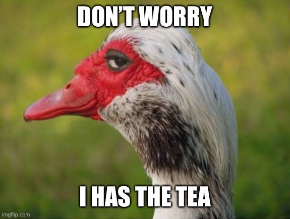 Tea Duck | DON’T WORRY; I HAS THE TEA | image tagged in tea,duck | made w/ Imgflip meme maker