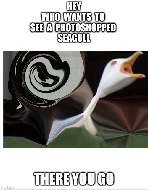 sorry seagull :( | HEY
WHO  WANTS  TO 
 SEE  A  PHOTOSHOPPED  
SEAGULL; THERE YOU GO | image tagged in seagull,inhaling seagull,photoshop,swirled,dragon | made w/ Imgflip meme maker