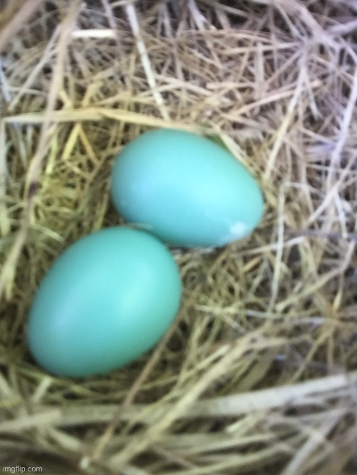 There are two eggs in the robin nest | image tagged in robin,birds | made w/ Imgflip meme maker
