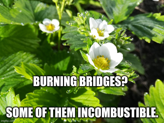 Strawberry | BURNING BRIDGES? SOME OF THEM INCOMBUSTIBLE. | image tagged in memes | made w/ Imgflip meme maker