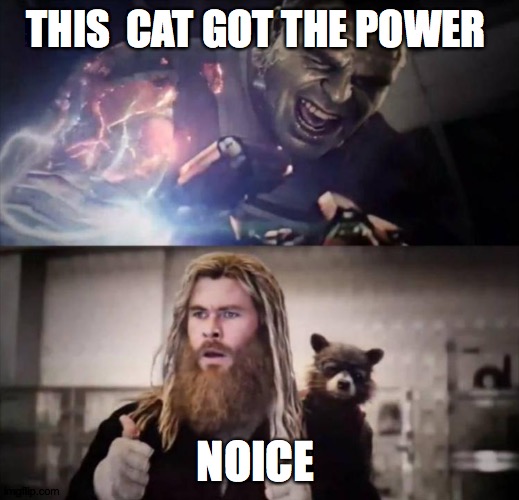 THIS  CAT GOT THE POWER NOICE | image tagged in impressed thor | made w/ Imgflip meme maker