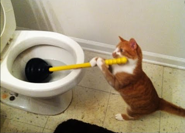 Cat plunging toilet Blank Meme Template