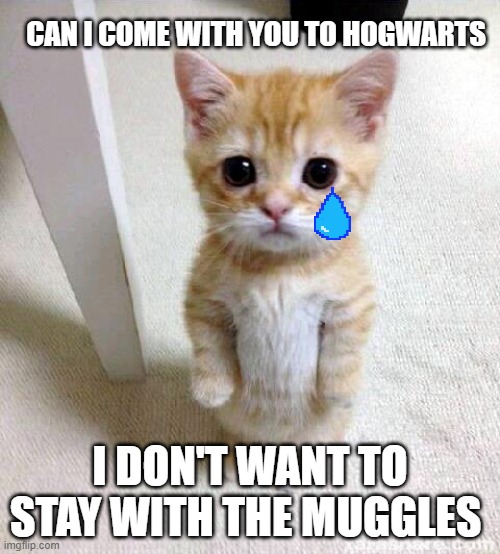 Cute Cat | CAN I COME WITH YOU TO HOGWARTS; I DON'T WANT TO STAY WITH THE MUGGLES | image tagged in memes,cute cat | made w/ Imgflip meme maker